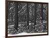 USA, California, Sierra Nevada Mountains. Winter Scenic in Forest-Dennis Flaherty-Framed Photographic Print