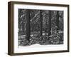 USA, California, Sierra Nevada Mountains. Winter Scenic in Forest-Dennis Flaherty-Framed Photographic Print