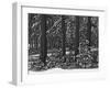 USA, California, Sierra Nevada Mountains. Winter Scenic in Forest-Dennis Flaherty-Framed Photographic Print