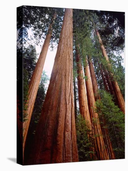 USA, California, Sierra Nevada. Old Grown Sequoia Redwood Trees-Jaynes Gallery-Stretched Canvas