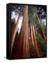 USA, California, Sierra Nevada. Old Grown Sequoia Redwood Trees-Jaynes Gallery-Framed Stretched Canvas
