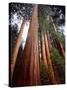 USA, California, Sierra Nevada. Old Grown Sequoia Redwood Trees-Jaynes Gallery-Stretched Canvas
