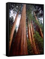 USA, California, Sierra Nevada. Old Grown Sequoia Redwood Trees-Jaynes Gallery-Framed Stretched Canvas