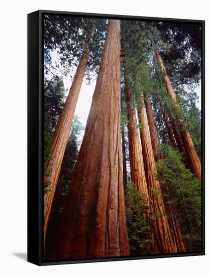 USA, California, Sierra Nevada. Old Grown Sequoia Redwood Trees-Jaynes Gallery-Framed Stretched Canvas