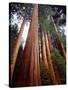 USA, California, Sierra Nevada. Old Grown Sequoia Redwood Trees-Jaynes Gallery-Stretched Canvas