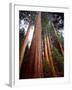 USA, California, Sierra Nevada. Old Grown Sequoia Redwood Trees-Jaynes Gallery-Framed Premium Photographic Print