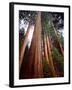 USA, California, Sierra Nevada. Old Grown Sequoia Redwood Trees-Jaynes Gallery-Framed Premium Photographic Print