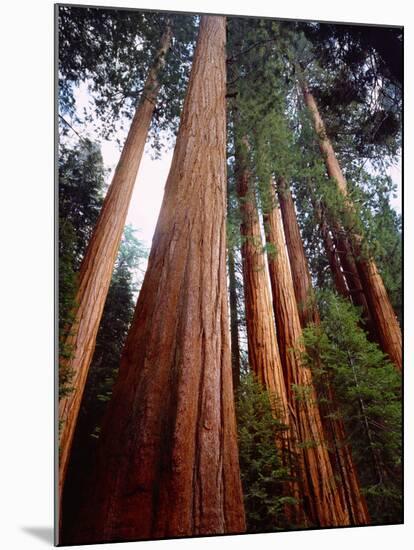 USA, California, Sierra Nevada. Old Grown Sequoia Redwood Trees-Jaynes Gallery-Mounted Premium Photographic Print