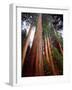 USA, California, Sierra Nevada. Old Grown Sequoia Redwood Trees-Jaynes Gallery-Framed Photographic Print