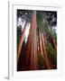 USA, California, Sierra Nevada. Old Grown Sequoia Redwood Trees-Jaynes Gallery-Framed Photographic Print