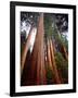 USA, California, Sierra Nevada. Old Grown Sequoia Redwood Trees-Jaynes Gallery-Framed Photographic Print