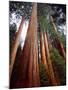 USA, California, Sierra Nevada. Old Grown Sequoia Redwood Trees-Jaynes Gallery-Mounted Photographic Print