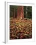 USA, California, Sierra Nevada. Ponderosa Tree with Pine Cones-Jaynes Gallery-Framed Photographic Print