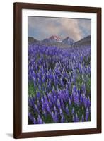 USA, California, Sierra Nevada Range. Blooming Inyo bush lupine flowers-Jaynes Gallery-Framed Photographic Print