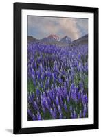 USA, California, Sierra Nevada Range. Blooming Inyo bush lupine flowers-Jaynes Gallery-Framed Photographic Print