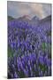 USA, California, Sierra Nevada Range. Blooming Inyo bush lupine flowers-Jaynes Gallery-Mounted Photographic Print