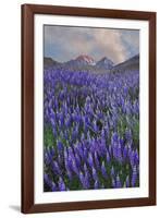 USA, California, Sierra Nevada Range. Blooming Inyo bush lupine flowers-Jaynes Gallery-Framed Photographic Print