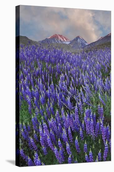 USA, California, Sierra Nevada Range. Blooming Inyo bush lupine flowers-Jaynes Gallery-Stretched Canvas