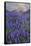 USA, California, Sierra Nevada Range. Blooming Inyo bush lupine flowers-Jaynes Gallery-Framed Stretched Canvas