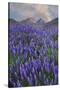 USA, California, Sierra Nevada Range. Blooming Inyo bush lupine flowers-Jaynes Gallery-Stretched Canvas