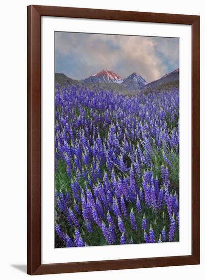 USA, California, Sierra Nevada Range. Blooming Inyo bush lupine flowers-Jaynes Gallery-Framed Premium Photographic Print