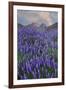 USA, California, Sierra Nevada Range. Blooming Inyo bush lupine flowers-Jaynes Gallery-Framed Premium Photographic Print