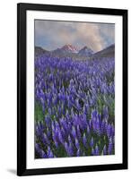 USA, California, Sierra Nevada Range. Blooming Inyo bush lupine flowers-Jaynes Gallery-Framed Premium Photographic Print