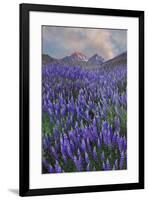 USA, California, Sierra Nevada Range. Blooming Inyo bush lupine flowers-Jaynes Gallery-Framed Premium Photographic Print