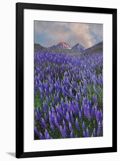 USA, California, Sierra Nevada Range. Blooming Inyo bush lupine flowers-Jaynes Gallery-Framed Premium Photographic Print