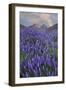 USA, California, Sierra Nevada Range. Blooming Inyo bush lupine flowers-Jaynes Gallery-Framed Photographic Print