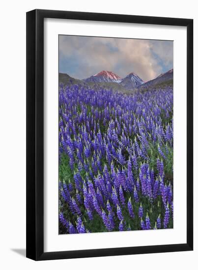 USA, California, Sierra Nevada Range. Blooming Inyo bush lupine flowers-Jaynes Gallery-Framed Photographic Print