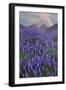 USA, California, Sierra Nevada Range. Blooming Inyo bush lupine flowers-Jaynes Gallery-Framed Photographic Print