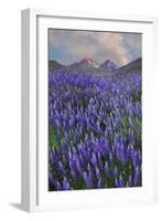 USA, California, Sierra Nevada Range. Blooming Inyo bush lupine flowers-Jaynes Gallery-Framed Photographic Print