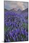 USA, California, Sierra Nevada Range. Blooming Inyo bush lupine flowers-Jaynes Gallery-Mounted Photographic Print