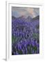 USA, California, Sierra Nevada Range. Blooming Inyo bush lupine flowers-Jaynes Gallery-Framed Photographic Print