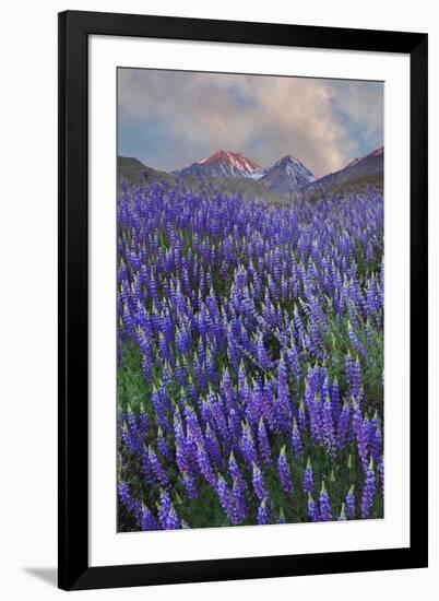 USA, California, Sierra Nevada Range. Blooming Inyo bush lupine flowers-Jaynes Gallery-Framed Photographic Print