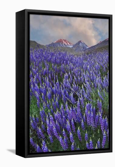 USA, California, Sierra Nevada Range. Blooming Inyo bush lupine flowers-Jaynes Gallery-Framed Stretched Canvas