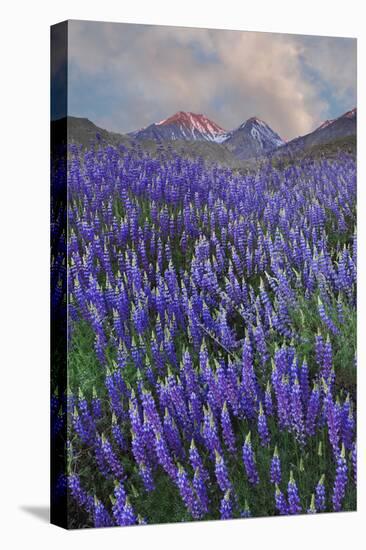 USA, California, Sierra Nevada Range. Blooming Inyo bush lupine flowers-Jaynes Gallery-Stretched Canvas
