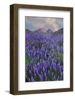 USA, California, Sierra Nevada Range. Blooming Inyo bush lupine flowers-Jaynes Gallery-Framed Photographic Print