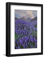 USA, California, Sierra Nevada Range. Blooming Inyo bush lupine flowers-Jaynes Gallery-Framed Photographic Print