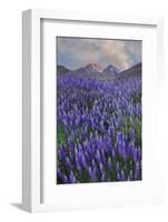 USA, California, Sierra Nevada Range. Blooming Inyo bush lupine flowers-Jaynes Gallery-Framed Photographic Print