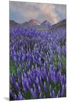 USA, California, Sierra Nevada Range. Blooming Inyo bush lupine flowers-Jaynes Gallery-Mounted Premium Photographic Print