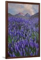 USA, California, Sierra Nevada Range. Blooming Inyo bush lupine flowers-Jaynes Gallery-Framed Photographic Print