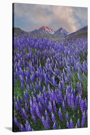 USA, California, Sierra Nevada Range. Blooming Inyo bush lupine flowers-Jaynes Gallery-Stretched Canvas