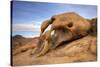 USA, California, Sierra Nevada Range. Cyclops Arch in Alabama Hills.-Jaynes Gallery-Stretched Canvas