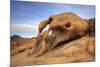 USA, California, Sierra Nevada Range. Cyclops Arch in Alabama Hills.-Jaynes Gallery-Mounted Photographic Print
