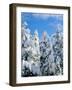 USA, California, Sierra Nevada. Snow-Covered Trees in the Sierras-Jaynes Gallery-Framed Photographic Print