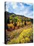 USA, California, Sierra Nevada. Wildflowers and Autumn Colors-Jaynes Gallery-Stretched Canvas