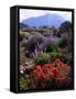 USA, California, Sierra Nevada, Wildflowers in the High Sierra-Jaynes Gallery-Framed Stretched Canvas