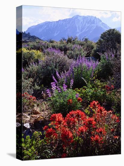 USA, California, Sierra Nevada, Wildflowers in the High Sierra-Jaynes Gallery-Stretched Canvas